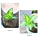 Brazilian Wood Lucky Plant - Potted With Ceramic Tray for Desktop Decoration, Easy Grow/Care (A)