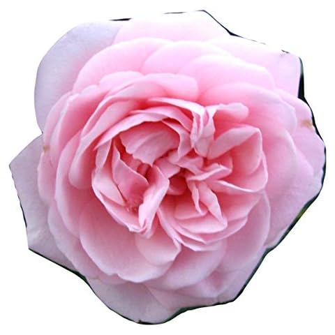Rose Silver Wishes for Silver Wedding Anniversary Cover
