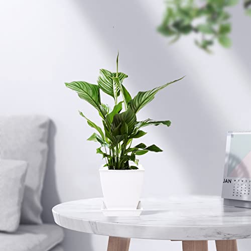 Skelang 3 Pcs Square Plant Pot, 6.7" Succulent Planter With Drainage Holes And Tray, Flower Pot For Orchid, Catus, Snake Plant #TOP4