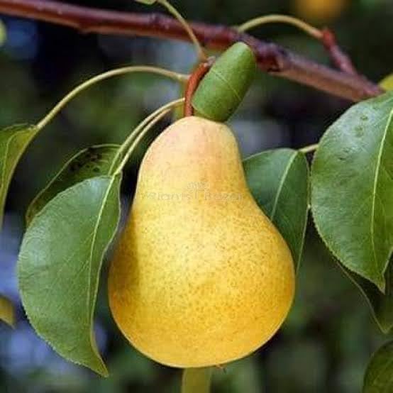 OpLeaves - Babugosha Pear Fruit Live Plant (B0D324H5CV) Amazon Price History, Amazon Price Tracker