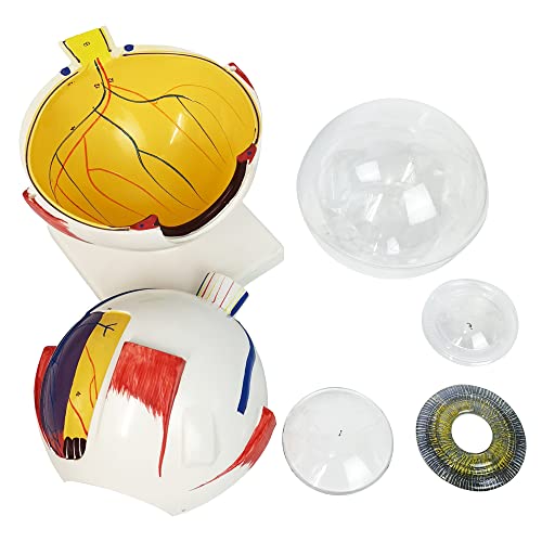 Image of NEW HORIZON 6X Enlarged Human Eye Anatomical Model - Accurate Anatomy for Science Classroom Study Display Teaching Medical Model