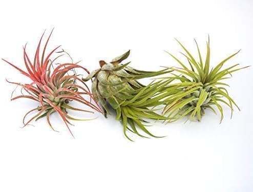 Tillandsia: Ionantha+Red+Scaposa Air Plant Indoor House Plant Flower for Gift Present Special Wedding