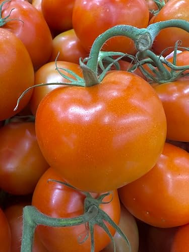 Kejora Fresh Tomatoes, 2 Lbs