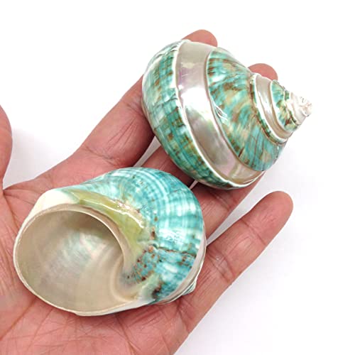 Image of PEPPERLONELY 2 PC Natural Middle Hermit Crab Shells, Banded Green Blue Gade Turbo, 2 Inch ~ 2-1 /2 Inch