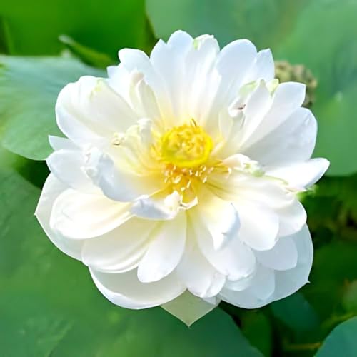Image of Very Beautiful All Season White Water Lotus(Pack Of-2) /Water Kamal /Water Lily Plant (TUBER) Original Hybrid Veriety Blloming With In 30 Days For Outdoor & Indoor Live Plant.