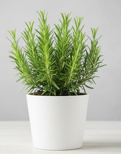 Zoropic Enterprise Rosemary Live Aromatic Herb Plant for Home Kitchen Garden Indoor Outdoor Balcony Terrace | Fresh Healthy Nursery Herb for Gardening Natural Greenery and Everyday Home Use (No Pot)