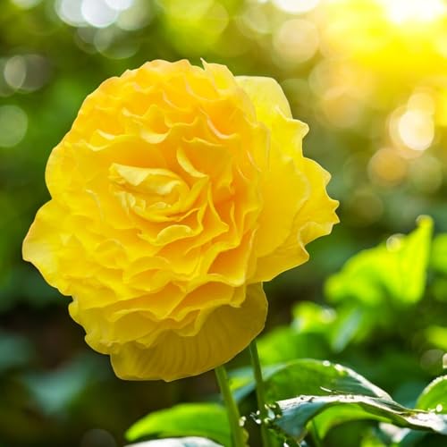 Carbeth Plants Begonia Pendula Yellow Tubers - Cascading Summer Flowering Begonias for Hanging Baskets, Pots & Containers - Easy Grow Bulbs (10 Tubers)