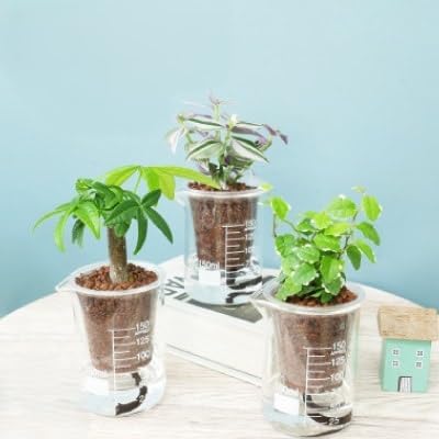 ウォータリウム ビーカーM ハイドロコーン植え3個セット(オススメの観葉植物でお届け)
