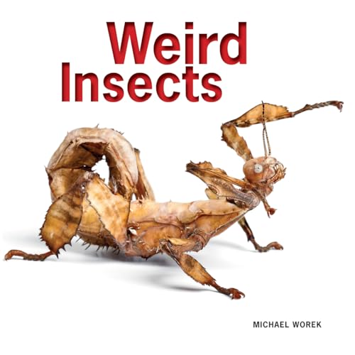 Weird Insects view 2