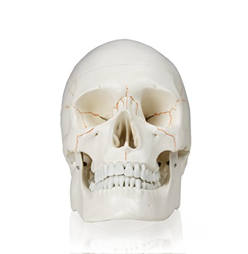 Image of B10226 Skull with Blood Vessels (3 Parts), Life Size, 5Height, 4.5 inch Wide, 7 inch Length