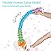 NLShan 34.6'' Full Size Human Spine Skeleton Model, Colored Anatomical Spine Model with All Nerves, Arteries, Lumbar Column, Removable Femur, Realistic Vertebra Model for Teaching, Study and Display