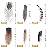 Holmgren 48pcs Natural Feathers Bulk - 6 Styles Assorted Peacock, Pheasant, Turkey Feathers for Craft DIY Jewelry Hat Wedding Home Party Decoration #1