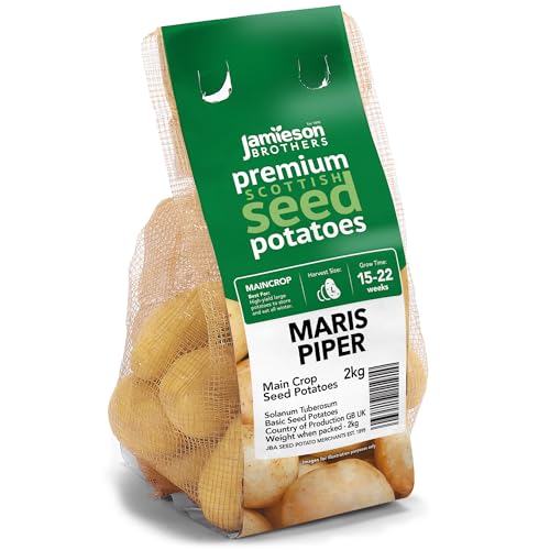 Jamieson Brothers 2kg Maris Piper Seed Potatoes Approx. 20-25 Tubers JBA Maincrop Grow Your Own Spuds for Chips Mashing & Roasting Scottish-Grown & Ready to Plant at Home in Gardens & Allotment