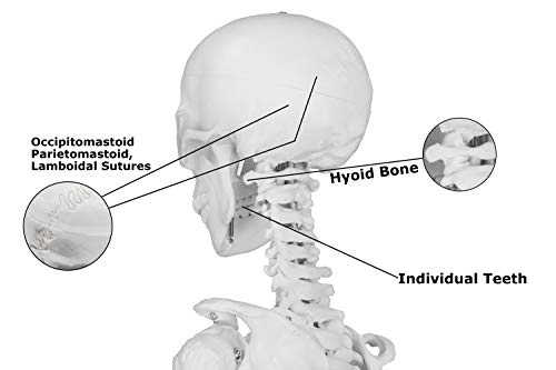 Parco Scientific Pb00010-Dc Medical Grade Life Size Human Skeleton-66” (168Cm), Including Bonus Thick Zip Dust Cover #TOP3