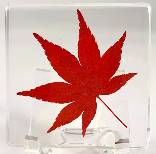 Image of Large 2.9 inch Real Red Japanese Maple Leaf in Crystal Clear Lucite Resin Paperweight Specimen Dried Pressed Botanist Herb Herbarium Crafts Collection for Botany Science Education & Desk Ornament Display