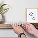 Homarden Transparent Training Mat for Cats - Flexible Cat Deterrent for Outdoor and Indoor - Scatmats with Spikes and 12 Garden Staples - Animal Spikes for Yard and Garden - 78.74