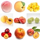 30 piezas Semillas de melocotonero - melocotonero - semillas de frutas macetas jardín Prunus persica - árboles frutales enanos, macetas frutas exóticas, plantas perennes resistentes