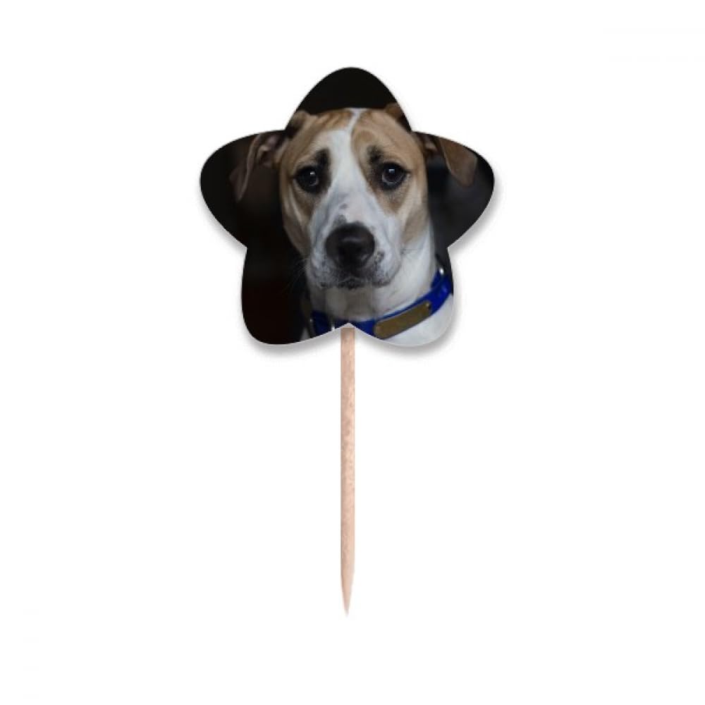 Cure-dents pour chien design étoile, soin haut de gamme animal