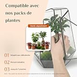 Lush Sphere Noctis, terrarium végétal en verre de 28 cm photo 5