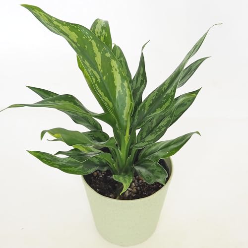 ITANSE アグラオネマ マリア 4号 1個売り【品種で選べる観葉植物】学名:Aglaonema 'Maria'/サトイモ科アグラオネマ属 非耐寒性多年草/原生地:東南アジア●濃い緑葉にシルバーグリーンの斑が入る品種。葉はややウェーブがかっており、鉢から