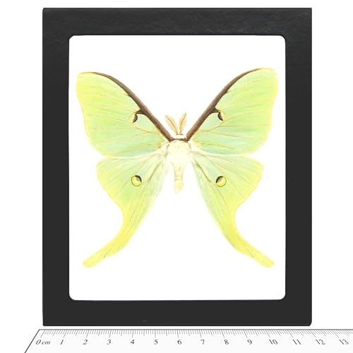 BicBugs Actias luna Real green moon saturn moth USA Framed