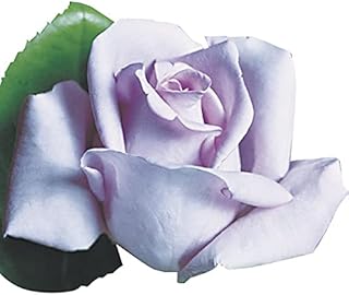 Amazon Co Jp 人気のつる バラ 苗ランキング