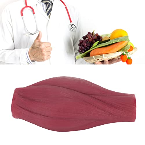 Modelo de simulación muscular humano, modelo de músculo de plástico, modelo de simulación nutricional de 1 libra para uso curricular miniatura 3