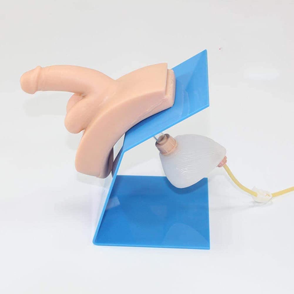 Haoding Men's Advanced Wearable Urethral Catheterization Model-Catheter Anatomy Teach Set-Genital Organ Model-Manikin Teaching Model Catheterization Simulator-For Practice Doctors Nurse Practice Training