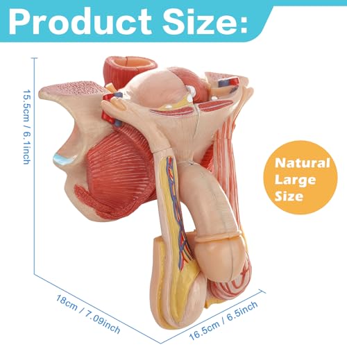 Image of Human Male Genitalia Anatomical Model, Life-Size 7 Parts Male Genital System Anatomical Model with Colorful Manual for Medical Science Education Study or Teaching