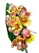 Orchid Insanity - Hwra Lava Burst Pacific Sunrise - Super Easy to Grow and Bloom, Cute Miniature Orchid, Mildly Fragrant, Lots of Fun! (NOT in Bloom/Bud When Shipped)