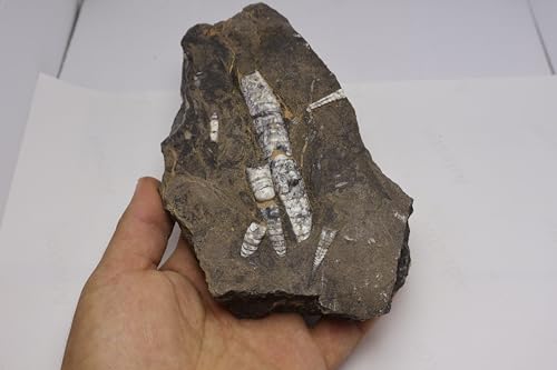 Image of Natural Orthoceras Fossil Plate from Devonian Period Fossil from Morocco A308