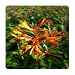 Emeralds TM Dwarf Firefly Scarlet Firebush Shrub Plant Orange Yellow Flower Hummingbird Butterfly P