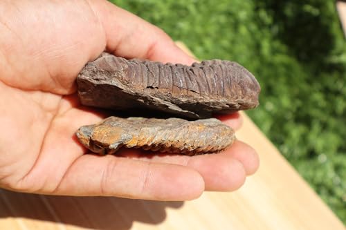 Image of 2PCS Calymene Trilobites Flexicalymene Ordovician Fossil Trilobites Fossil for Kids A10