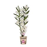 dendrobium nobile potatura Altezza della pianta (compresa la pentola): 50 cm