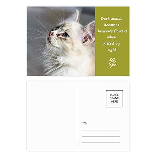 Carte postale chat mignon lot de 20 poésie pour correspondance