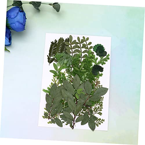 SEWACC Flores Secas e Folhas Em Relevo Materiais Artesanais Espécimes De Plantas Folhas De Margarida