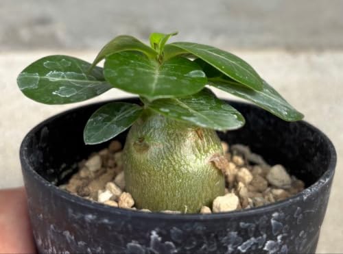 観葉植物 アデニウム アラビカム ドワーフ」の人気商品一覧・価格比較