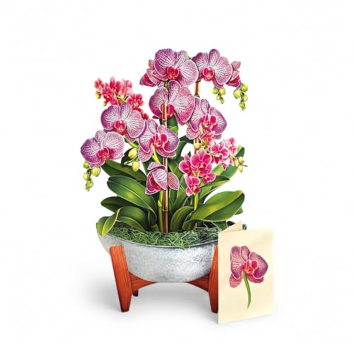 Freshcut Paper Orchid Oasis 13.5" Life-Sized 3D Pop Up Card | Includes Greeting Card and Envelope – Note Card for Birthday, Anniversary & More, Gifts for Mom & Her