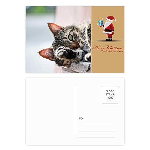 Cartes postales Animal Activity Cat en édition collector sur papier mat