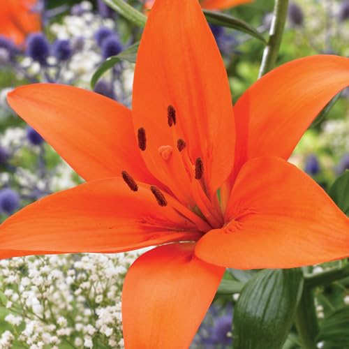 1 x Lilium Orange Matrix – Bright Blooms of Asiatic Lilies – Summer Flowering Bulb - Extra Large – Perennial – for Your Beautiful Garden
