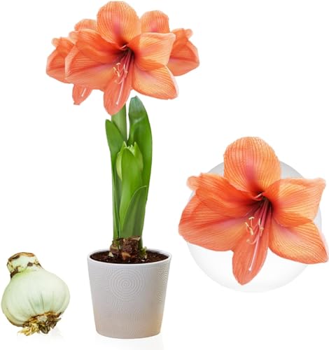 Amaryllis Bulbe Orange Passion - 1 pièce - Bulbes à fleurs grand format 26/30 - Naturelle plantes de Hollande - Hippeastrum (pas de graines, sans cire, non artificielle)