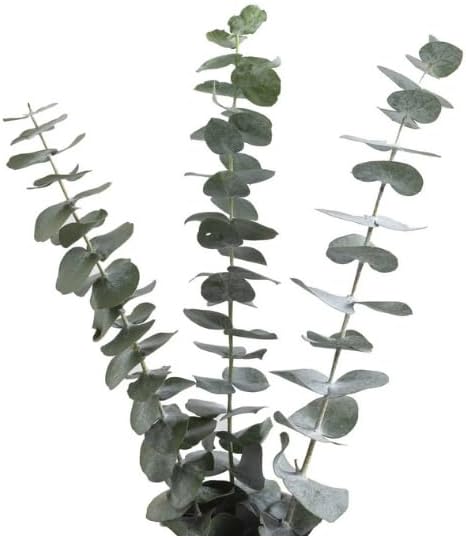 Baby Blue Eucalyptus – 200 Fresh Stems (20 Bunches of 10) – 20–24" Long Stems for Bouquets, Wedding Flowers, Centerpieces, and Floral Arrangements