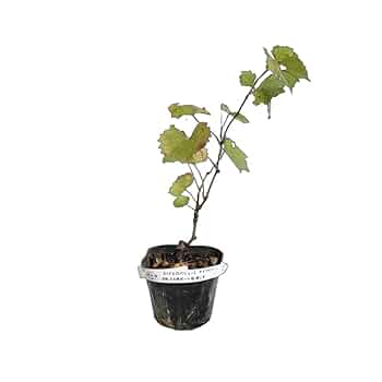 山葡萄　苗木　1.5メートル　大小セット 山葡萄 苗木 1.5メートル 大小セット 楽天市場】山葡萄 苗木の通販