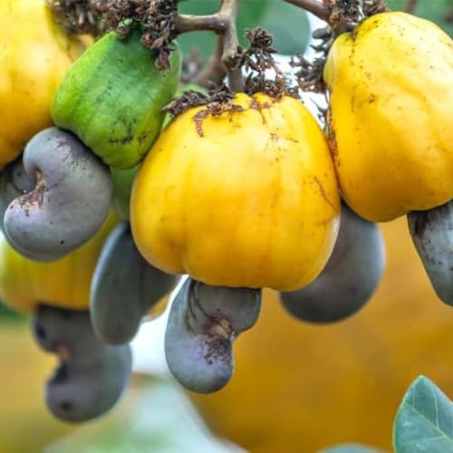 Genérico, Muda de Caju Anao Amarelo 20 a 40cm AMK - Plantas Online