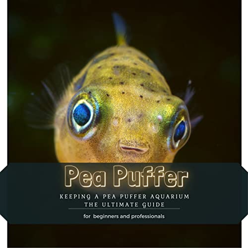 Pea Puffer: Keeping Ð° Pea Puffer Aquarium thÐµ Ultimate Guide