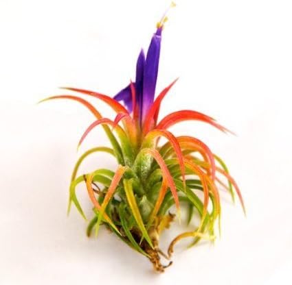 Miniatura 2 de Paquete de 3 plantas de aire jumbo Ionantha Guatemala 'Macho'  Plantas de interior suculentas de Tillandsia vivas  Disponible al por mayor y a