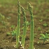 150 Piezas Semillas De Espárragos Gran Adaptabilidad A La Siembra En Interiores Y Exteriores Siembra En Patios Corteza Verde Tierna Verduras Frescas Crea Un Jardín Interior