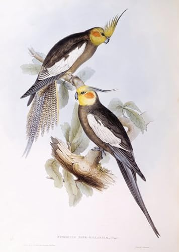 Toile calopsitte oiseau John Gould pour raviver un mur vide avec un tableau chic 60x90