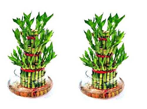 FLORA SOLUTIONS 3 Layer Lucky Bamboo Plants with Pot Set of 2 (B0BZP6L532) Amazon Price History, Amazon Price Tracker