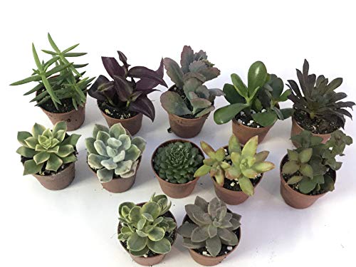 Pungilandia Set N. 12 piante grasse in vaso cm. 5,5 senza spine